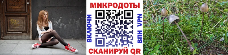 Галлюциногенные грибы Psilocybine cubensis  купить   Грайворон 